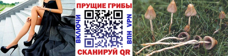 Псилоцибиновые грибы мицелий  Купить закладки  Звенигово 
